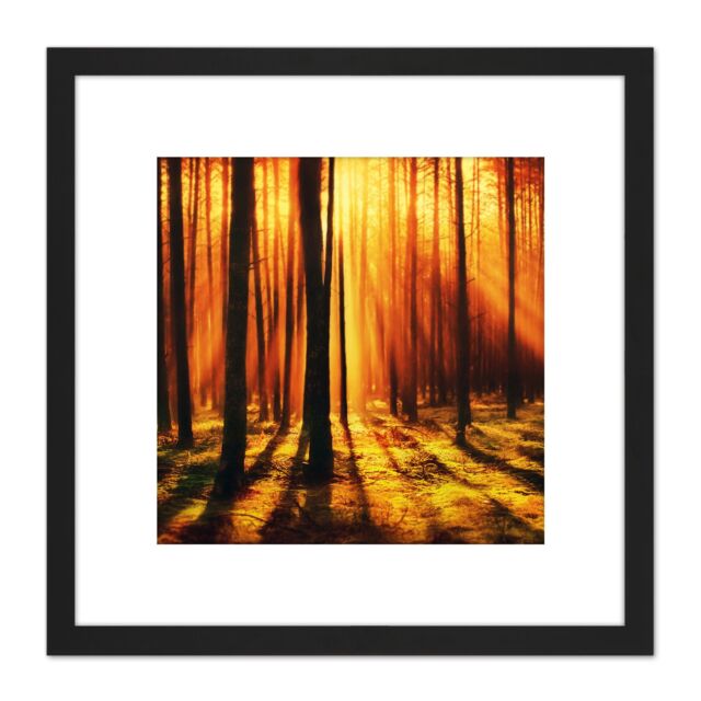 Artery8 Forest Sunset Nature Photograph 8X8 Inch Square Wooden Framed Wall Art Print Picture with Mount in Black - image 1