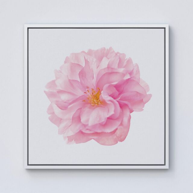 Warren Reed - Designer Single Cherry Blossom Framed Canvas in Off-White - Size: w40 inch x h40 inch - image 1