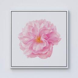 Warren Reed - Designer Single Cherry Blossom Framed Canvas in Off-White - Size: w40 inch x h40 inch - thumbnail 1