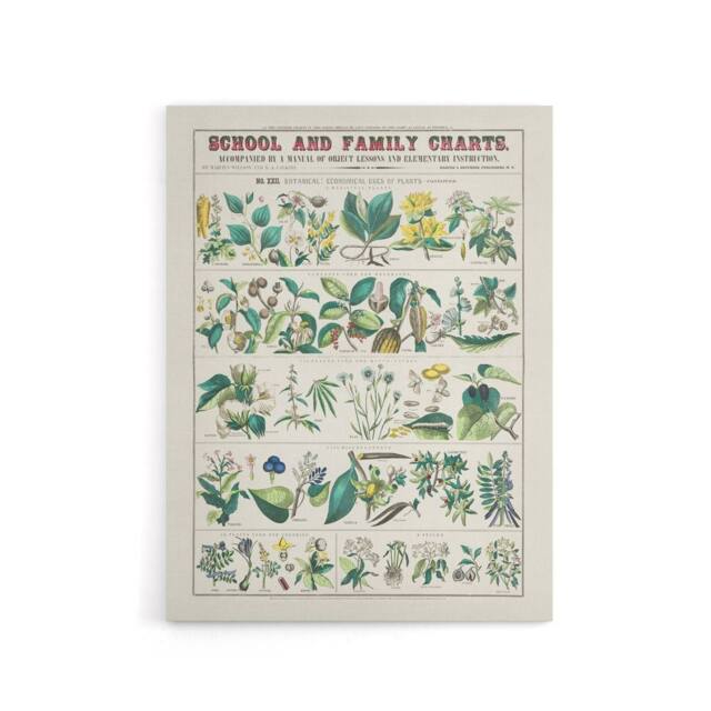 "Artery8 School & family charts No XXII Calkins Canvas Wall Art Print in White - Size: W12"" x H16""" - image 1