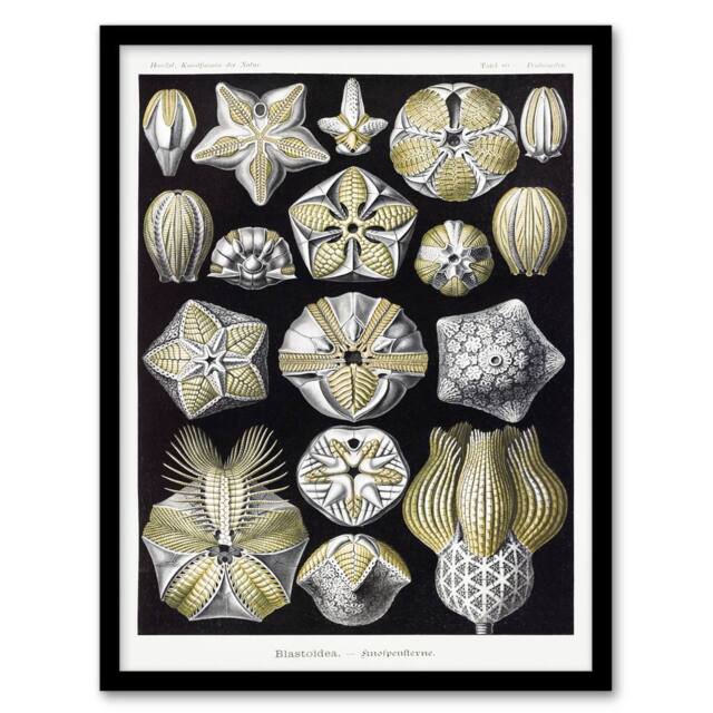 Artery8 Ernst Haeckel Framed Wall Art Print Blastoid Sea Buds Urchins in White - Size: A4 - image 1