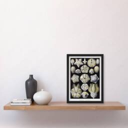 Artery8 Ernst Haeckel Framed Wall Art Print Blastoid Sea Buds Urchins in White - Size: A4 - thumbnail 2