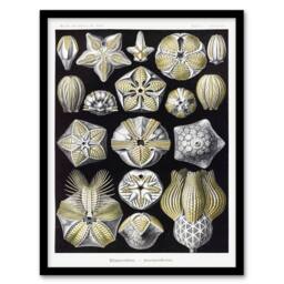 Artery8 Ernst Haeckel Framed Wall Art Print Blastoid Sea Buds Urchins in White - Size: A4 - thumbnail 1