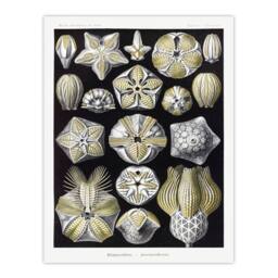 Artery8 Ernst Haeckel Framed Wall Art Print Blastoid Sea Buds Urchins in White - Size: A4 - thumbnail 3