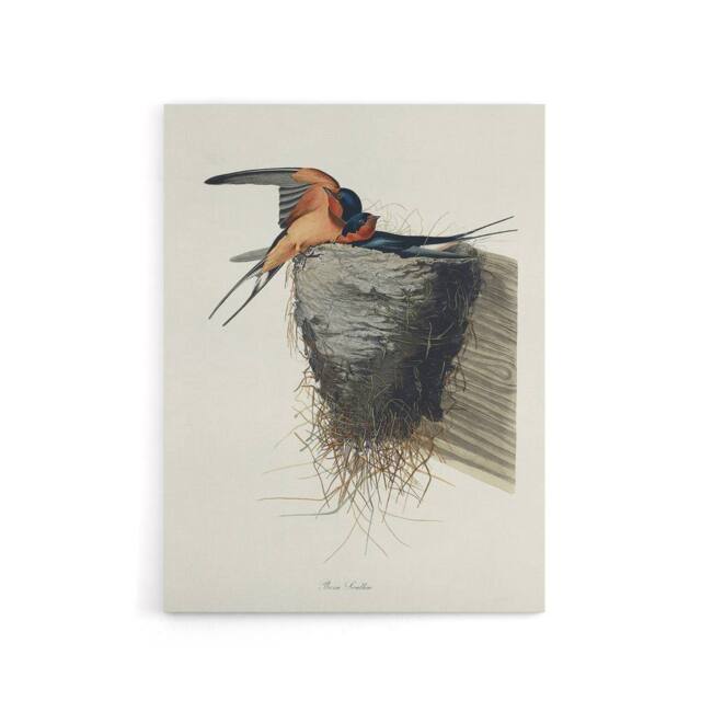 "Artery8 Birds of America Barn Swallow Audubon Nature Canvas Wall Art in White - Size: W18"" x H24""" - image 1