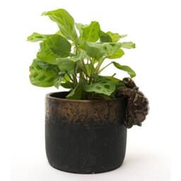 Jardinopia Tortoise Plant Pot Hanger - L11 x W6 x H7.5 cm in Bronze - thumbnail 4