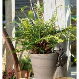 Jardinopia Tortoise Plant Pot Hanger - L11 x W6 x H7.5 cm in Bronze - thumbnail 3