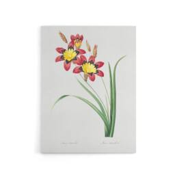 "Artery8 Harlequin Flowers Floral Redoute Vintage Canvas Wall Art in White - Size: W18"" x H24""" - thumbnail 1