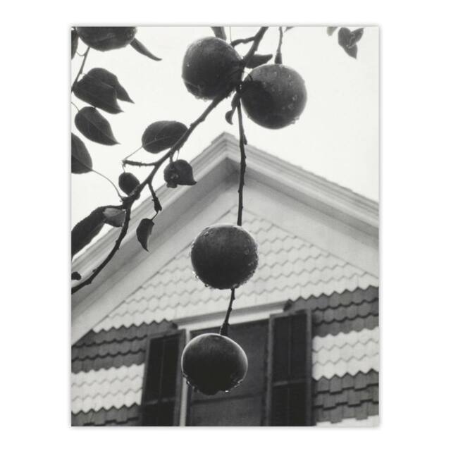 "Artery8 Gable & Apples Photograph Alfred Stieglitz Wall Art Poster Print in Grey - Size: W18"" x H24""" - image 1