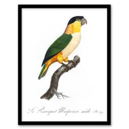 "Artery8 The Black Headed Parrot Francois Levaillant Framed Wall Art Print in White - Size: W12"" x H16""" - thumbnail 1