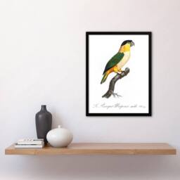 "Artery8 The Black Headed Parrot Francois Levaillant Framed Wall Art Print in White - Size: W12"" x H16""" - thumbnail 4