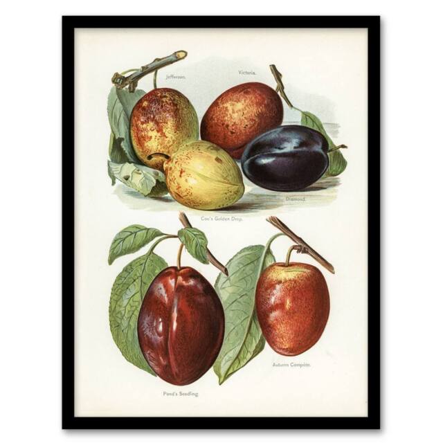 Artery8 Plum Varieties Vintage illustration Wright Framed Wall Art Print in White - Size: A4 - image 1