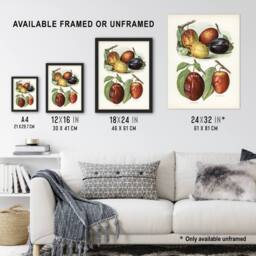 Artery8 Plum Varieties Vintage illustration Wright Framed Wall Art Print in White - Size: A4 - thumbnail 3
