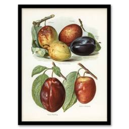 Artery8 Plum Varieties Vintage illustration Wright Framed Wall Art Print in White - Size: A4 - thumbnail 1