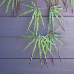 Leaf Pack of 12 x 100cm Artificial Hanging Acer Plant in Green - Size: 12 x 100 cm - thumbnail 3