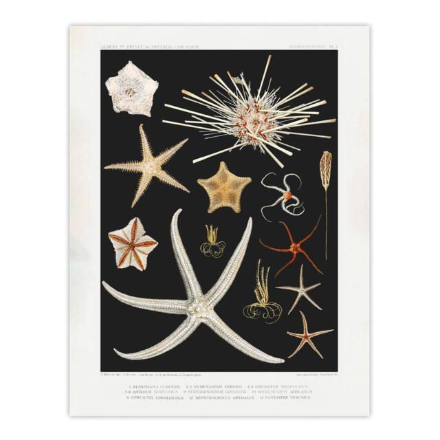 "Artery8 Varieties of Marine Life Starfish Albert I Wall Art Poster Print in Black - Size: W12"" x H16""" - image 1
