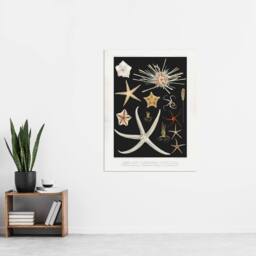 "Artery8 Varieties of Marine Life Starfish Albert I Wall Art Poster Print in Black - Size: W12"" x H16""" - thumbnail 4