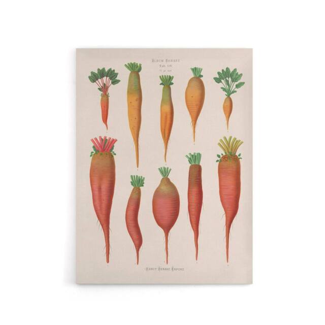 "Artery8 Mangold Wurzels Field Beet Ernst Benary Canvas Wall Art Print in White - Size: W12"" x H16""" - image 1