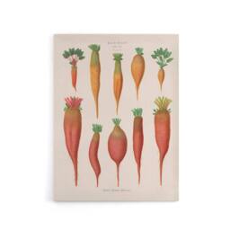 "Artery8 Mangold Wurzels Field Beet Ernst Benary Canvas Wall Art Print in White - Size: W12"" x H16""" - thumbnail 1