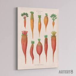 "Artery8 Mangold Wurzels Field Beet Ernst Benary Canvas Wall Art Print in White - Size: W12"" x H16""" - thumbnail 2