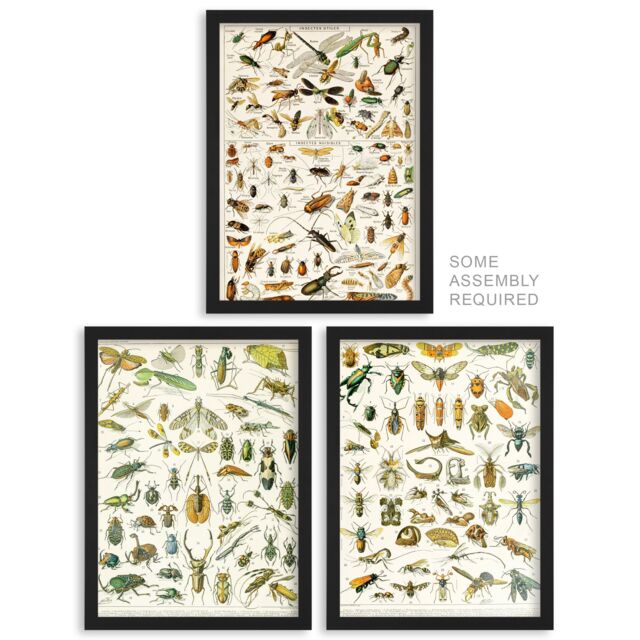 Artery8 A4 Wall Art & Frame Set of 3 Insects & Beetles Vintage Millot - image 1