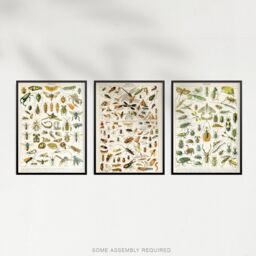 Artery8 A4 Wall Art & Frame Set of 3 Insects & Beetles Vintage Millot - thumbnail 4