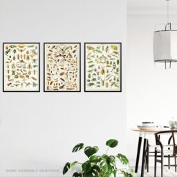 Artery8 A4 Wall Art & Frame Set of 3 Insects & Beetles Vintage Millot - thumbnail 2
