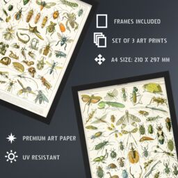Artery8 A4 Wall Art & Frame Set of 3 Insects & Beetles Vintage Millot - thumbnail 3