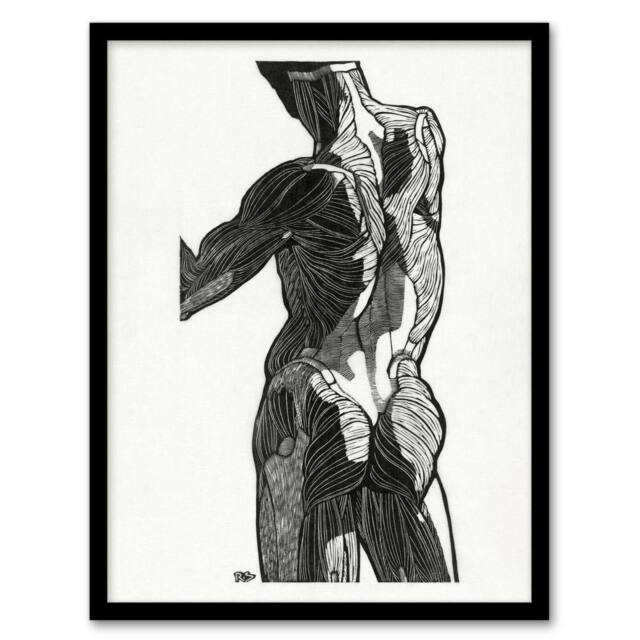 Artery8 Anatomical study of gluteal muscles Stolk Framed Wall Art Print in White - Size: A4 - image 1