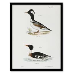 Artery8 James De Kay Hooded & Red Breasted Sheldrake Framed Wall Art Print in White - Size: A4 - thumbnail 1