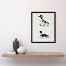 Artery8 James De Kay Hooded & Red Breasted Sheldrake Framed Wall Art Print in White - Size: A4 - thumbnail 4