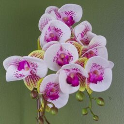 Leaf Artificial 48cm Harlequin Orchid Pink with Gold Pot - thumbnail 2