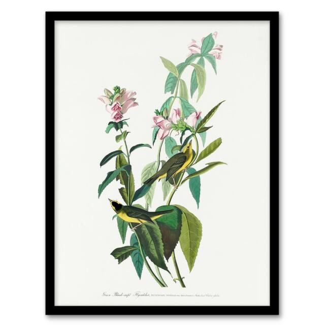 Artery8 John James Audubon Framed Wall Art Green Black Capped Flycatcher in White - Size: A4 - image 1