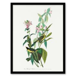 Artery8 John James Audubon Framed Wall Art Green Black Capped Flycatcher in White - Size: A4 - thumbnail 1