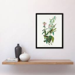 Artery8 John James Audubon Framed Wall Art Green Black Capped Flycatcher in White - Size: A4 - thumbnail 2