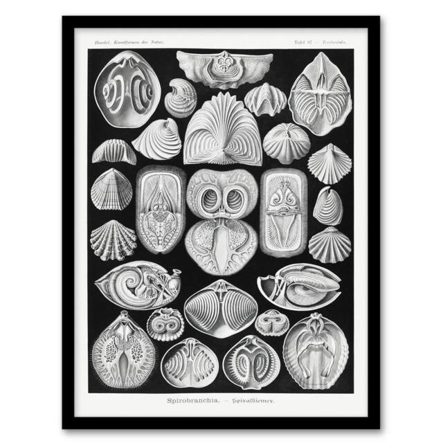 Artery8 Haeckel Framed Wall Art Spirobranchia Vintage Marine Life Illustration in Black - Size: A4 - image 1