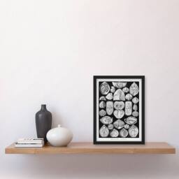 Artery8 Haeckel Framed Wall Art Spirobranchia Vintage Marine Life Illustration in Black - Size: A4 - thumbnail 2