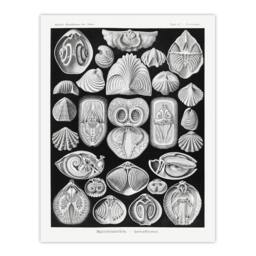 Artery8 Haeckel Framed Wall Art Spirobranchia Vintage Marine Life Illustration in Black - Size: A4 - thumbnail 3