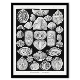 Artery8 Haeckel Framed Wall Art Spirobranchia Vintage Marine Life Illustration in Black - Size: A4 - thumbnail 1