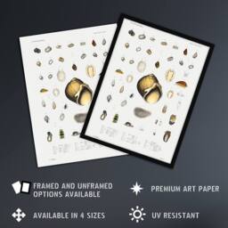 Artery8 Sea snail varieties set Augustus Gould Framed Wall Art Print in White - Size: A4 - thumbnail 2