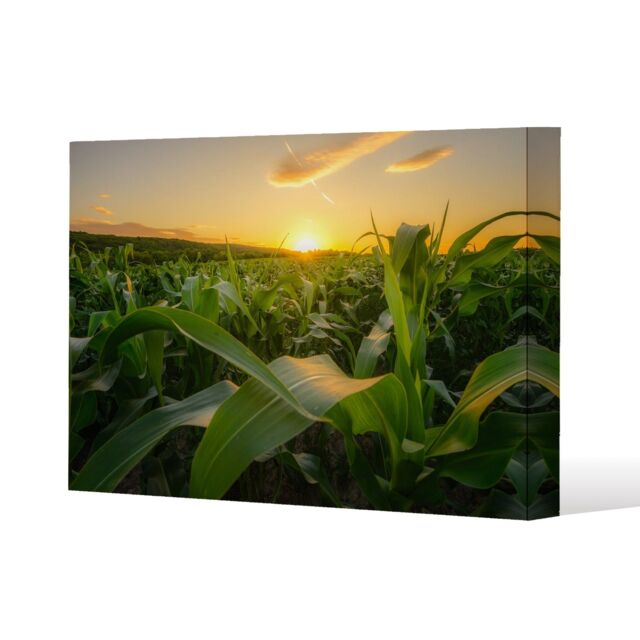 Benjamin Tate Design field at sunset (Canvas Print) (Canvas Print) / 77 x 51 x 4cm in Natural - Size: 77 x 51 x 4 cm - image 1
