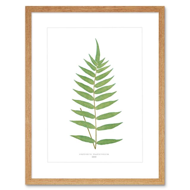 "Artery8 Wall Art Print Fern Polypodium Fraxinifolium Art Framed 9x7 inch in Beige - Size: W7"" x H9""" - image 1