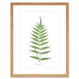 "Artery8 Wall Art Print Fern Polypodium Fraxinifolium Art Framed 9x7 inch in Beige - Size: W7"" x H9""" - thumbnail 1