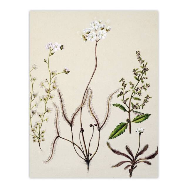 "Artery8 New Zealand Drosera Arcturi Plant Flowers Featon Wall Art Poster Print in Beige - Size: W12"" x H16""" - image 1