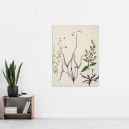 "Artery8 New Zealand Drosera Arcturi Plant Flowers Featon Wall Art Poster Print in Beige - Size: W12"" x H16""" - thumbnail 4