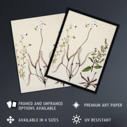 "Artery8 New Zealand Drosera Arcturi Plant Flowers Featon Wall Art Poster Print in Beige - Size: W12"" x H16""" - thumbnail 2
