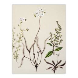 "Artery8 New Zealand Drosera Arcturi Plant Flowers Featon Wall Art Poster Print in Beige - Size: W12"" x H16""" - thumbnail 1