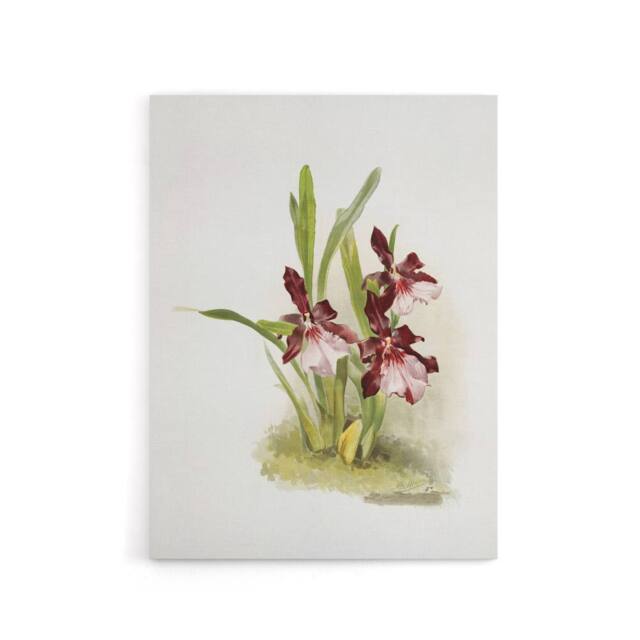 "Artery8 Frederick Sander Miltonia Moreliana Orchid Flowers Canvas Art Print - Size: W12"" x H16""" - image 1