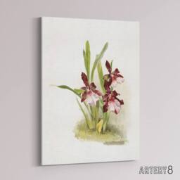 "Artery8 Frederick Sander Miltonia Moreliana Orchid Flowers Canvas Art Print - Size: W12"" x H16""" - thumbnail 2