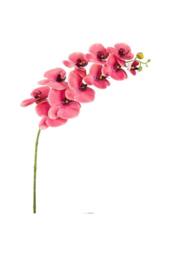 KDMD Crushed Raspberry Phalaenopsis Orchid Stem in Pink
